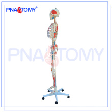PNT-0103 Skelettmodell für Erwachsene mit Muskel und Ligament